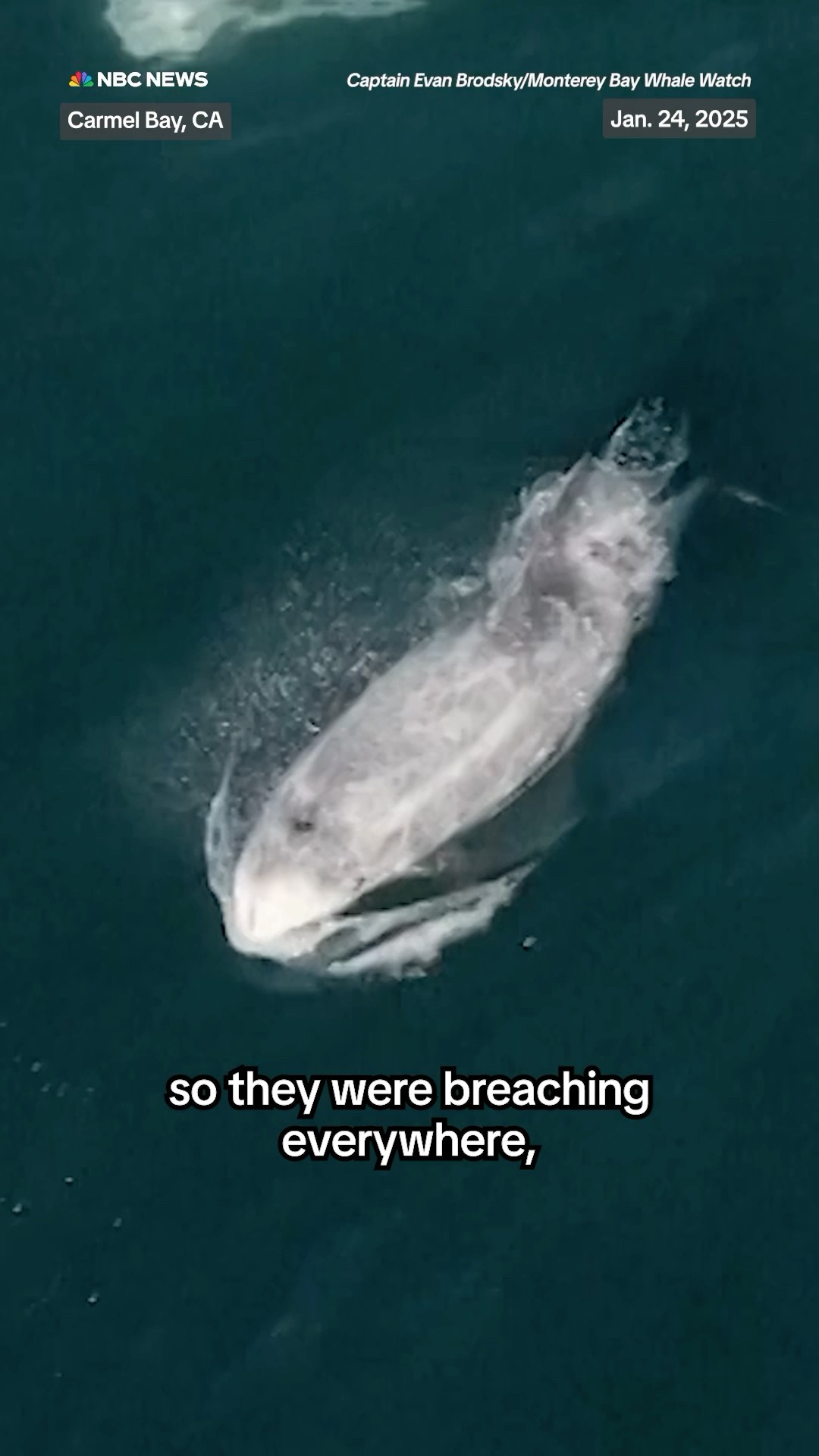 1,500+ dolphins spotted off the coast of California in a super pod.