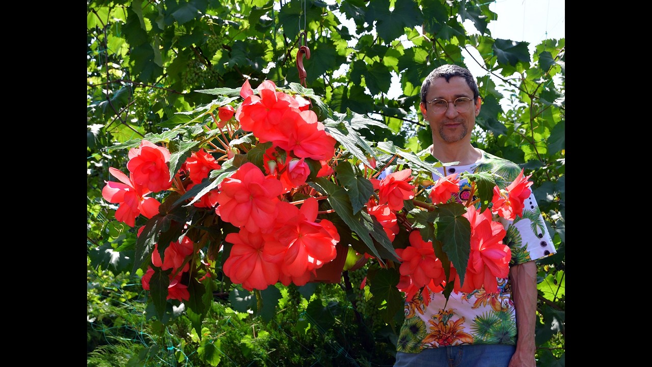 Клубневая бегония нашей селекции DS-Бантики