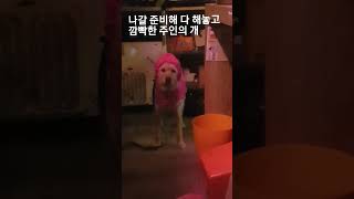 기다림 ... #강아지 #브이로그 #dog #개춘기 #산책