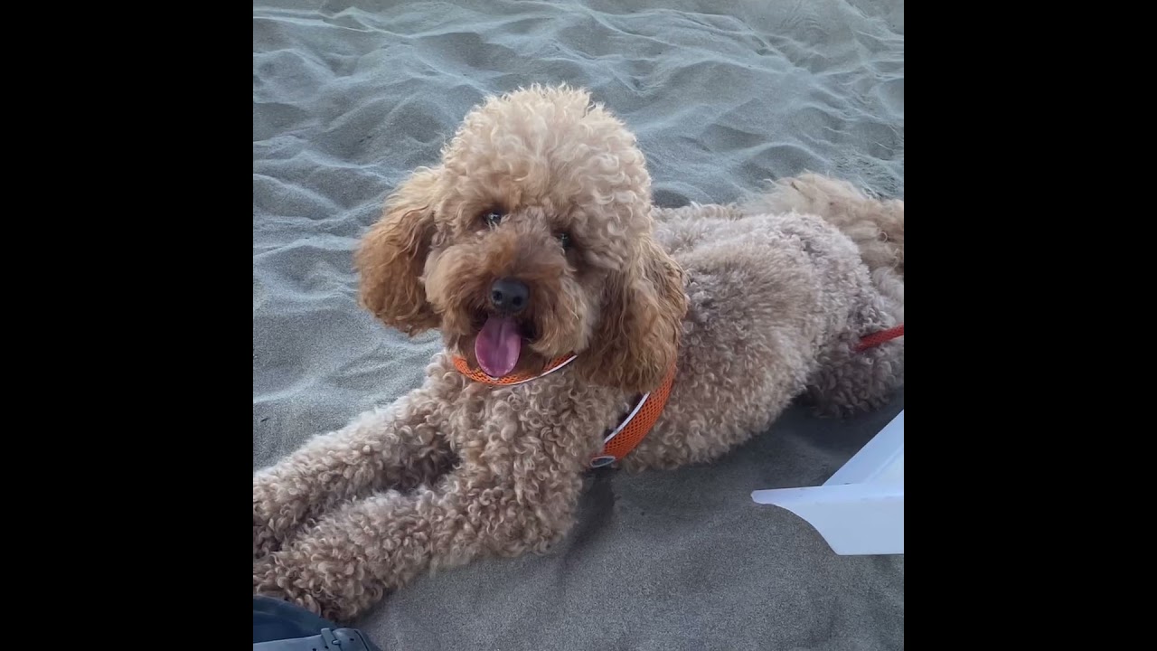 Cookie   10 ott 2021 – 25 giu 2023