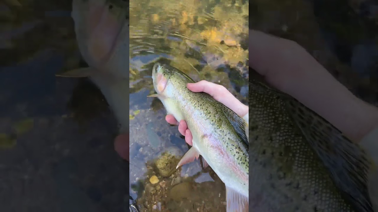 Fish River NSW Rainbow Trout Release 