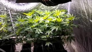 Grow # 6 episode 4