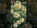 beautiful cottage garden!@ #gardendelight #flowers #gardeningflowers