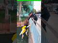 Cops Chasing a Schoolgirl Parkour Master! 😲