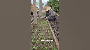 4 BƯỚC TRỒNG RAU CẢI XANH TẠI NHÀ DỄ LÀM #concovang #caytrongnha #phanbonconcovang #cachtrongrau