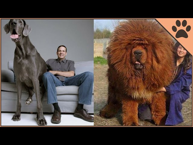 Top 10 Heaviest Dog Breeds - Youtube