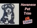 Havanese Grooming: The Pet Trim