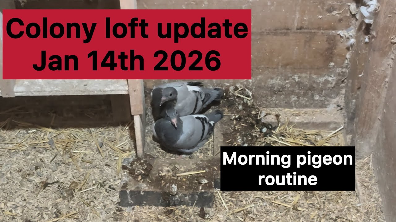 My morning pigeon routine. 14th January 2026