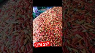 Download Lagu HARGA CABE RAWIT MURAH ||ORI 212 #shorts #short MP3