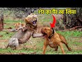           dogs than can fight lion