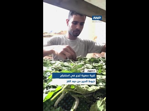قرية مصرية تبرع في استخراج خيوط الحرير من دود القز