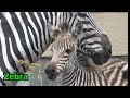 赤ちゃんシマウマの冒険⑧ Cute baby zebra adventure 【羽村市動物公園】