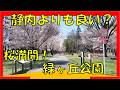 静内よりも上？緑ヶ丘公園、桜満開の下「輩」と花見を楽しむ
