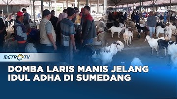 Jelang Idul Adha, Penjualan Domba di Sumedang Meningkat Tajam