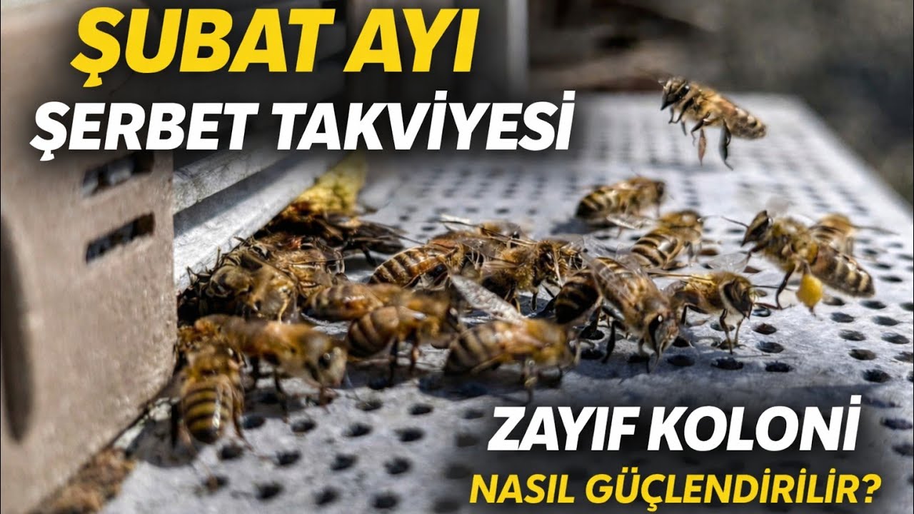 Şubat Ayı Şerbet Takviyesi | Zayıf Koloni Nasıl Güçlendirilir?