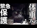 成猫なのに1.7キロしかないガリガリフラフラの猫を緊急保護しました【迷い猫】