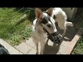 Cash (now Flash) the Borzoi (NBRF rescued from shelter) meets Jazmine (Greyhound) and Zoë (Borzoi)