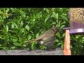 Video Blue days and green nights Waxwing