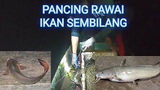 NARIK PANCING RAWAI SEMBILANG,..DAPATNYA BABON 3 EKOR..!