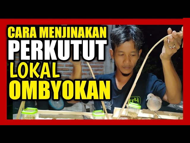 CARA MENJINAKAN PERKUTUT LOKAL OMBYOKAN PAKAI SANGKAR LAYANG class=