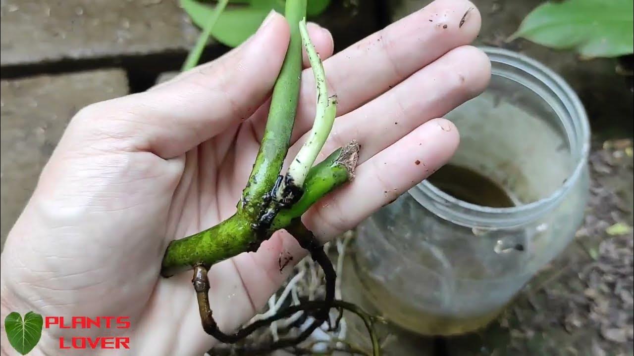 How To Propagate Monstera Deliciosa In Water EASY!! Water Propagate