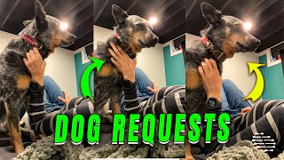 Dog Persistently Requests Pets and Scratches