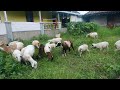 Kambing cantik dibelakang rumah  dimana anak kambing saya suara anak kambing sibellanin kuzulari