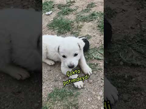 Video: Ailenizin Seveceği Yedi Mutlu Köpek Irkları