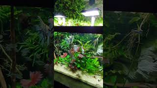 1600 liter planted aquarium