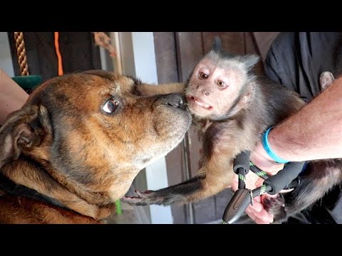 pet capuchin monkey