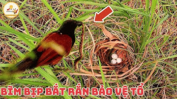 Cực Sốc Chuyện Bìm Bịp Bắt RẮN Về Bảo Vệ Tổ Đây Là Loài Chim Khắc Tinh Của Loài Rắn