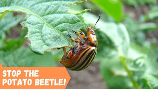 How To Stop The Potato Beetle
