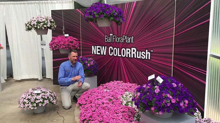 ColorRush Petunia is Tops for Garden Performance - DayDayNews