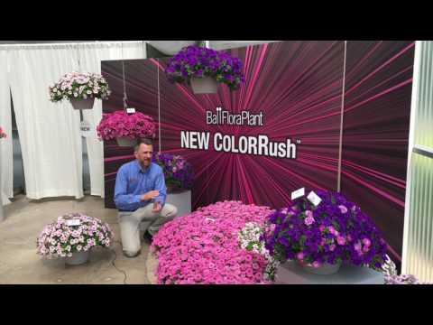 Video: Are Petunias Cold Hardy - Tìm hiểu về khả năng chịu lạnh của Petunia