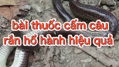 chia sẻ cách làm mòi cấm câu rắn hổ hành hiệu quả nhất