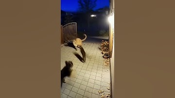 Генерировать такие видео - sora2_ai_generatebot прямо в телеграм боте