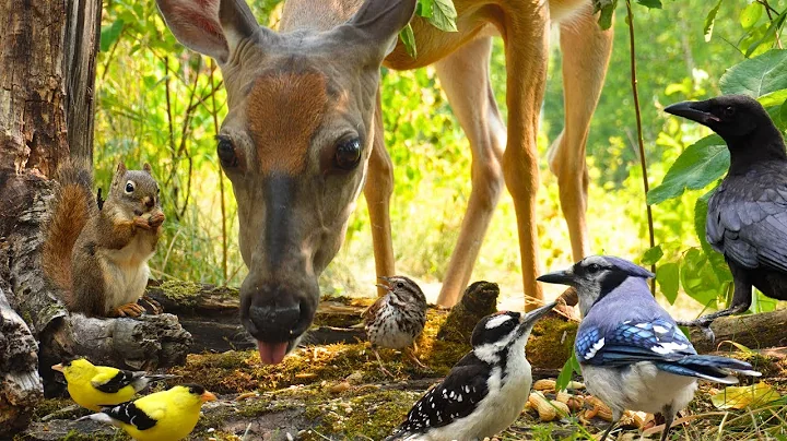 Video 10283801: forest wildlife, perfect cat, cats dogs