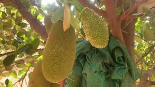 J33 Variety Jackfruit Plant Bearing 20 Fruits