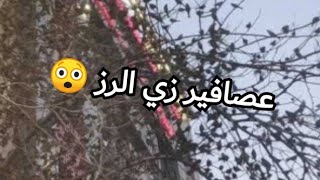 مئات العصافير على شجرة كبيرة بالاسكندرية