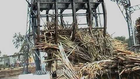 Unloading Sugarcane trucks at a Sugar mill in India