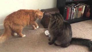 Simba vs Scar Fight Reenactment By My Cats
