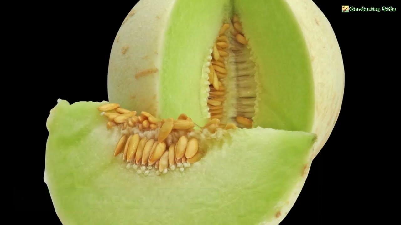 Growing Honeydew Melon YouTube