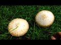 Metal Detecting Toadstool Hollow | Aquachigger