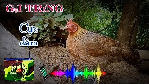 Tiếng gà mái rừng kêu kích bổi Cực Nhạy ✓✓. Poj qaib seev zoo dib tuaj ceev tiag tiag 😘✅