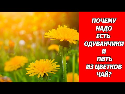 💊ЛЕЧЕБНЫЕ СВОЙСТВА ОДУВАНЧИКА / Одуванчик - самый полезный сорняк в мире! 👍