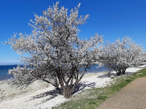 Video: Jeftine Ideje Za Godišnji Odmor U Proljeće