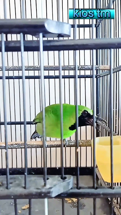 cucak ijo big gacor isian sikatan londo #short #shorts #sikatanlondo