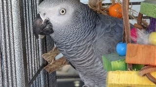 Silver the talking parrot