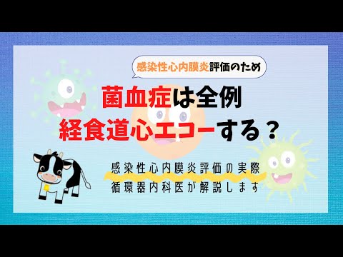 菌血症は全例経食道心エコーする？(感染性心内膜炎評価の実際を循環器内科医が解説します)