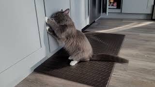 Kitten learns how to open the cabinet to find food !!! by Quantum Audio (Quantum Meow) 5,542 views 1 year ago 1 minute